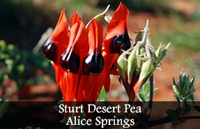 Sturt Desert Pea